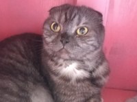 Scottish Fold Dişi Kedimiz