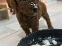 Toy poodle Köpeği