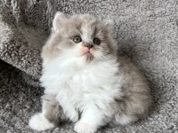 Dişi bicolor lilac long perfect british longhair