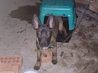 Belçika malinois 4 aylık dişi