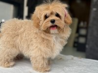 TEA CUP MALTİPOO YAVRULARİ İSTANBUL