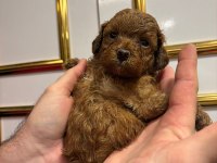 Güzeler güzeli kilo garantili poodle bebekler