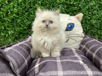 British longhair blue point yavrularımız