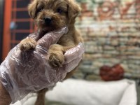 Maltipoo Red Erkek Yavrumuz @petclubadanaa