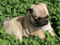 Şaşkın bakışlım pug yavrularım