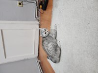 British Shorthair 6 Aylık Yavru (Ücretsiz)