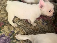 2 aylık aşılı french bulldog yavrular