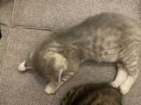 2 aylık 3 adet yavru kedi