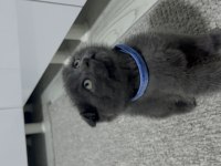 Scottish fold 2aylık