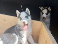 SAFKAN HUSKY YAVRULARI