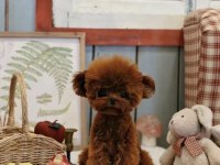 Neşe Bebek Poodle