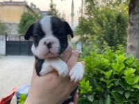 Rezeryeve Açık Dişi Erkek French Bulldog Köpekler