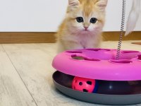 Safkan Ny12 British shorthair