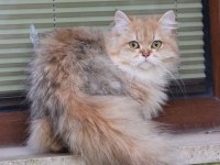 AKTİF ASLAN YELELİ OĞLUMUZ YENİ YUVASINI ARIYOR