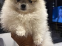 50 Günlük Pomeranian Dişiler