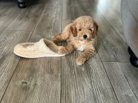 3 aylık yavru poodle