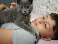 2 aylık british shorthair