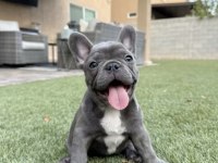 A kalite dişi erkek blue french bulldog yavrularımız