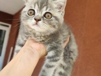 British longhair minişler yeni sahiplerini bekliyor