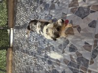Barack Terrier kırması 2 kardeş