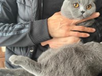 BRİTİSH SHORTHAİR KEDİMİZE ACİL YUVA ARANIYOR