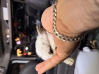 Mini Bebek Tavşanlarımız Mevcuttur