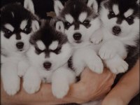 Husky yavrumu yeni yuvasını arıyor