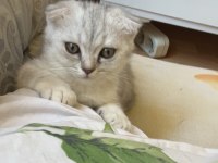 Antalya içi scottish fold sahiplendirme