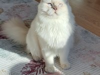 Scrli scottish longhair