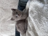 British Shorthair yavrular