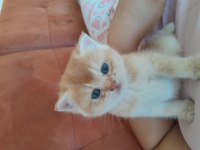 Sağlıklı ve kaliteli Golden british shorthair bebekler