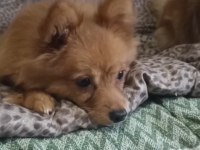 0 numara pomeranian spitz erkek ve dişi