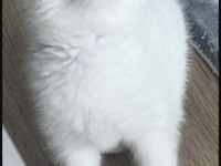 2 aylık scottish fold yavru kedimiz