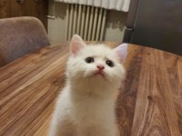 Dünya tatlısı yavru british shorthair