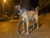 10 AYLIK ERKEK KANGAL ÇOK KALİTE