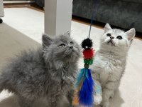 2 aylık 2 erkek ve 2 dişi kedimiz