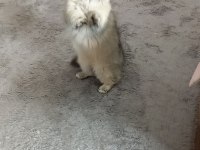 Full şecereli Ny 25 golden british longhair dişi