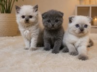 Dişi Ve Erkek Safkan Ayıcık Surat Bebek Kediler