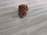 Safkan maltipoo bebek