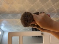 British Shorthair Cinammon Yavrular