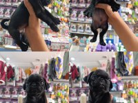 Teslime hazır 50 günlük 8 tane pug yavrular