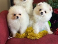 Mini Boy Pomeranian Boo