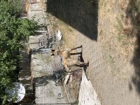 Belçika malinois köpeğimiz