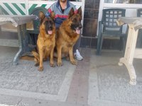 Sevgine zamanına emeğine değecek alman kurdu arayanlara