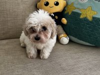 Yavru Kore Maltese