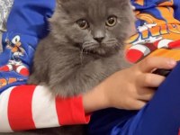 British longhair sakin kedimiz
