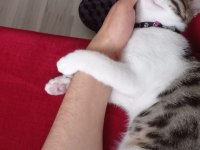 1 YAŞINDA ERKEK TEKİR KEDİMİZE YUVA ARIYORUZ.