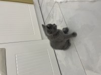British Shorthair Yavru