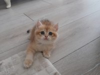 British shorthair Ny12 golden erkek yavru