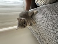 British Shorthair Yavru